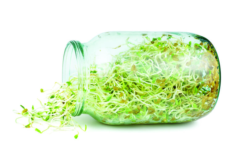 Alfalfa Sprout Scrub